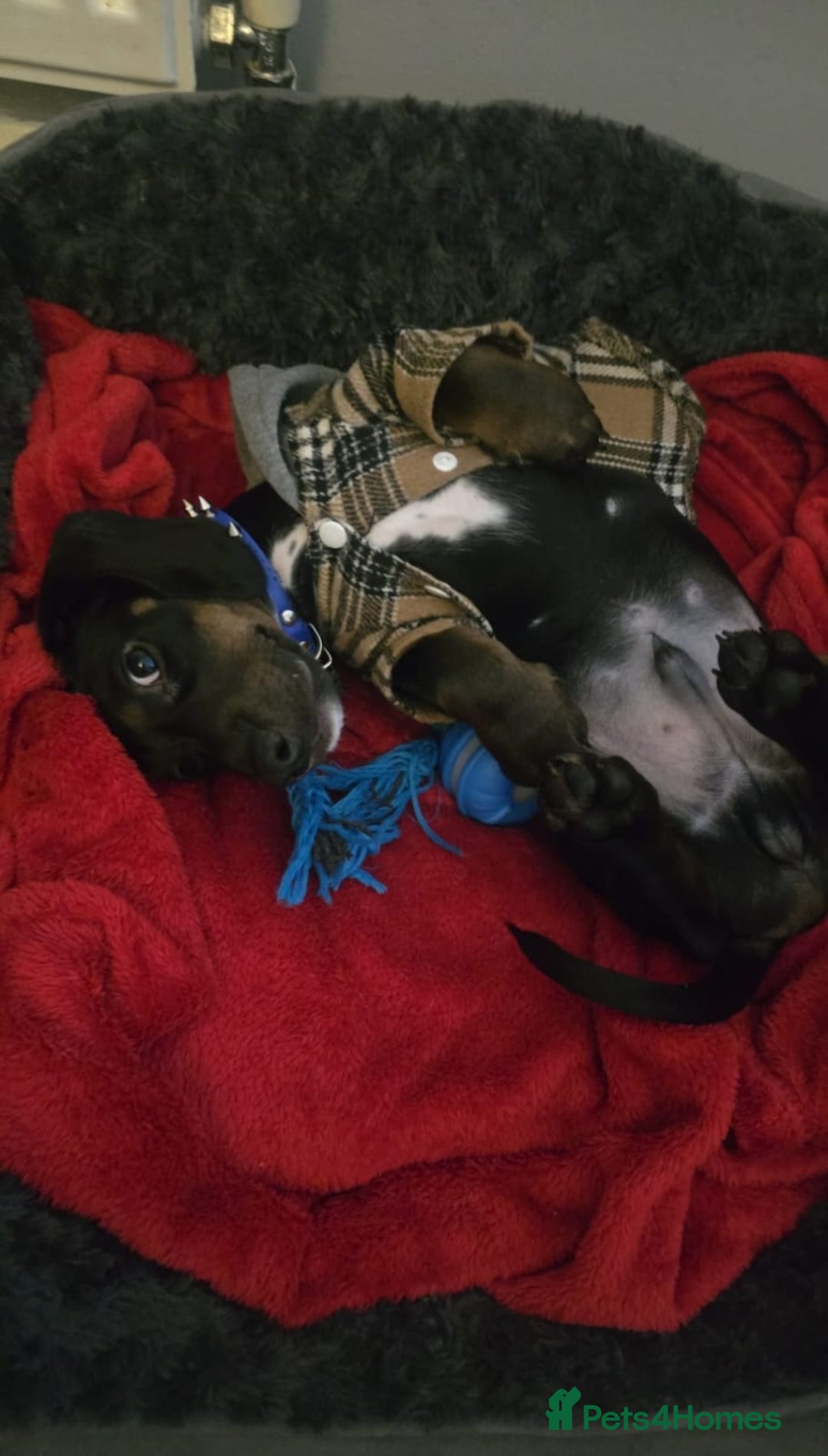 Mixed Breed dogs for sale: Mini dachshund X cocker spaniel male  - Advert 3