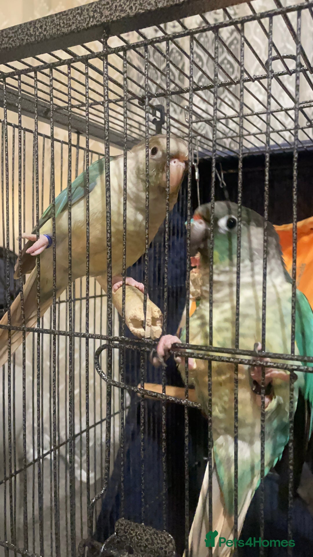 Parrots birds for sale: Parrot - Advert 1