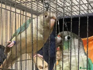 Parrots birds Parrot - Advert 3