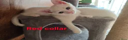 Mixed Breed cats for sale: 5 kittens ready for new homes in Southampton - Advert 18