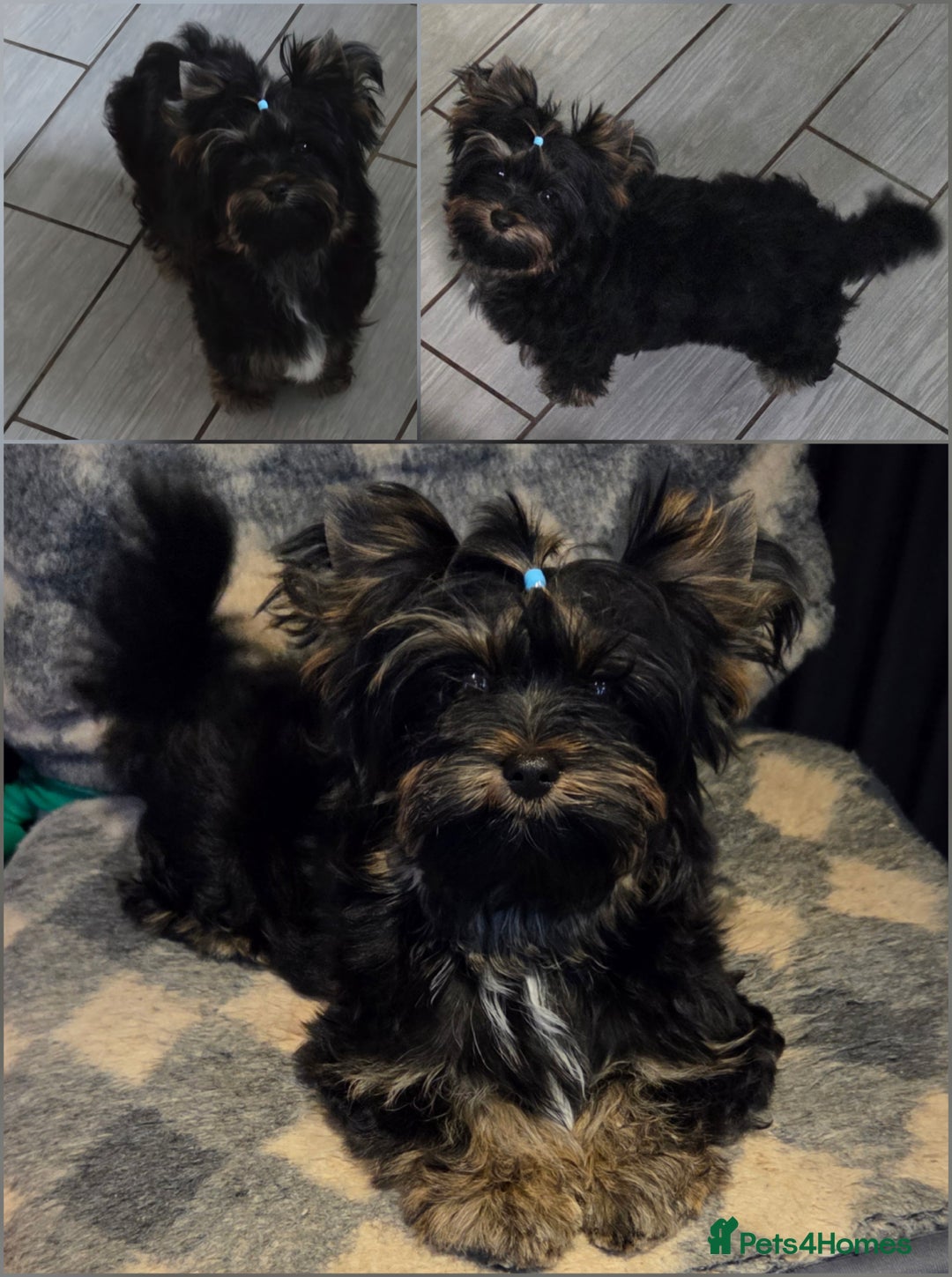 Yorkshire Terrier dogs for sale: Yorkshire Terrier Carrier  - Advert 5