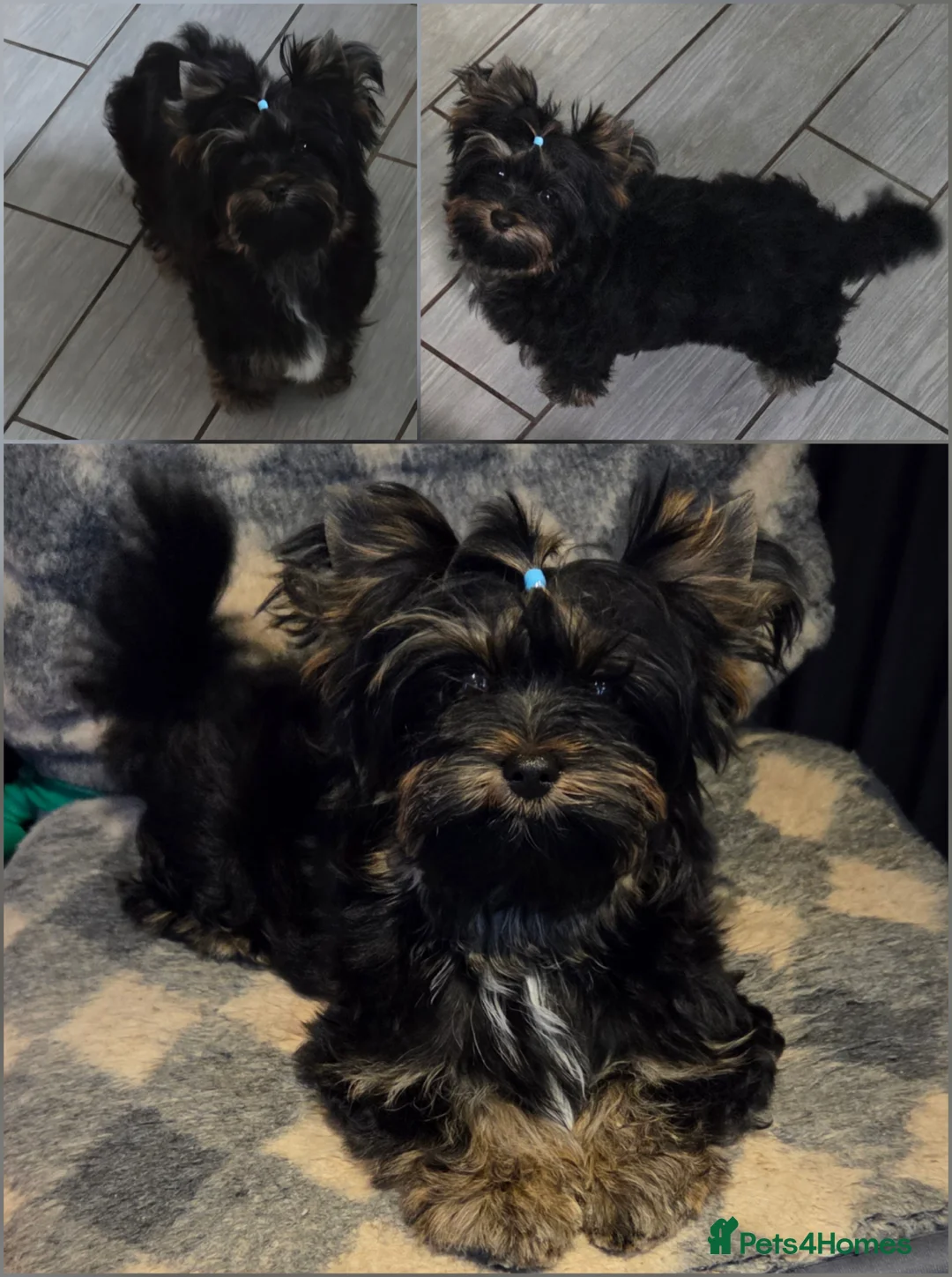 Yorkshire Terrier dogs for sale: Yorkshire Terrier Carrier  - Advert 6