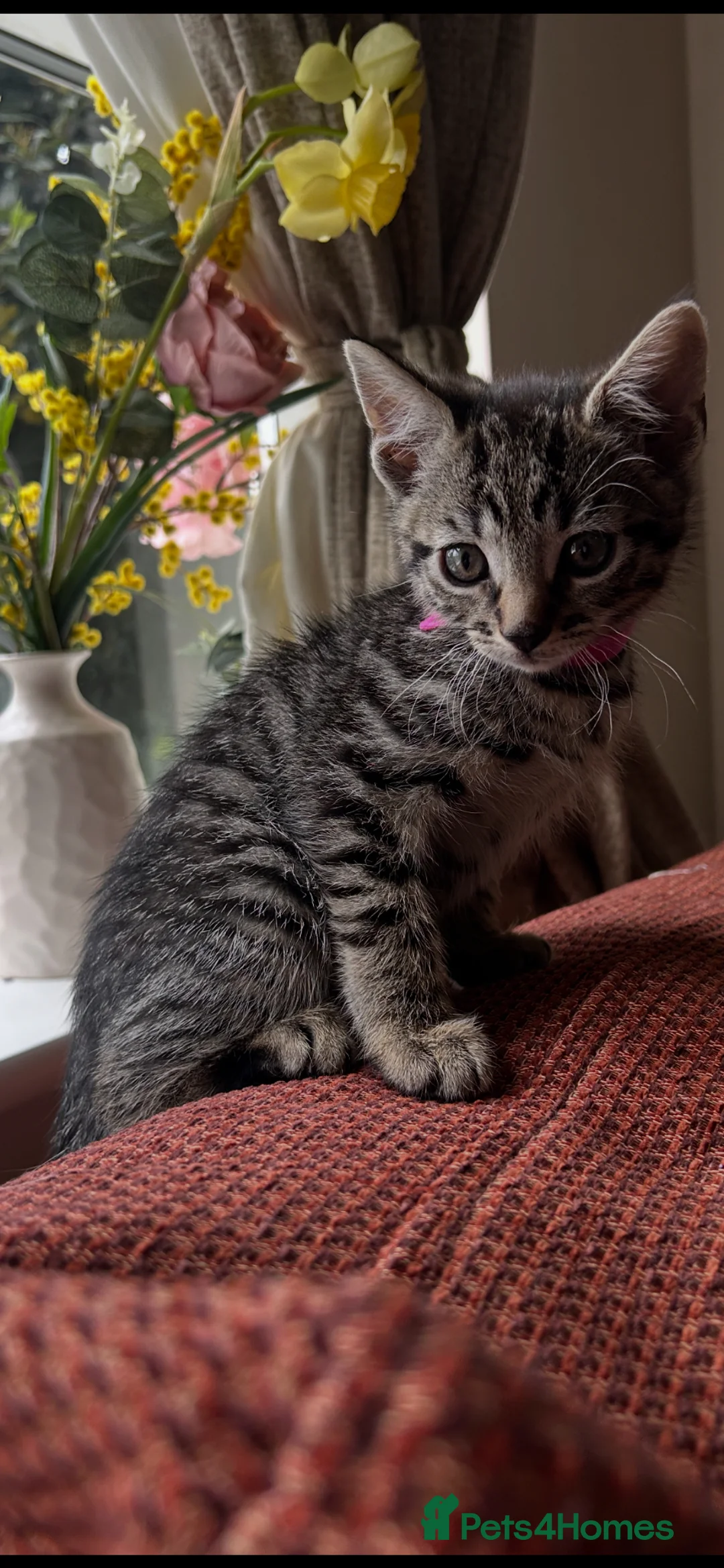 Mixed Breed cats for sale: Female tabby grey  - Advert 2
