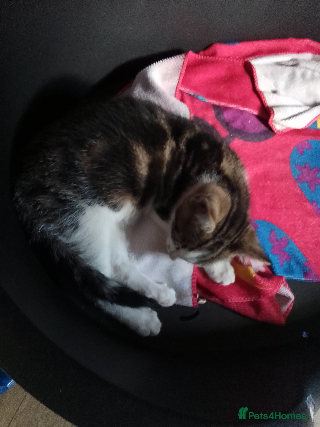 Mixed Breed cats for sale: READY TO LEAVE 4 gorgeous kittens for sale - Image 5