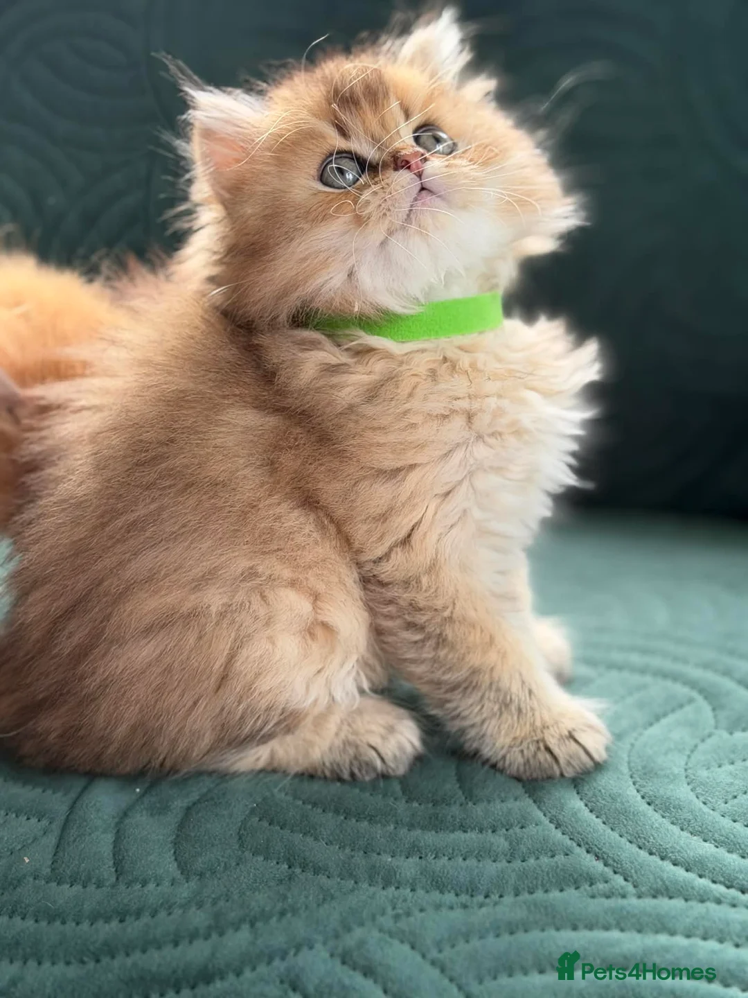 British Longhair cats for sale: CHUNKY, BEAUTIFUL BLH GOLDEN KITTENS  - Advert 12