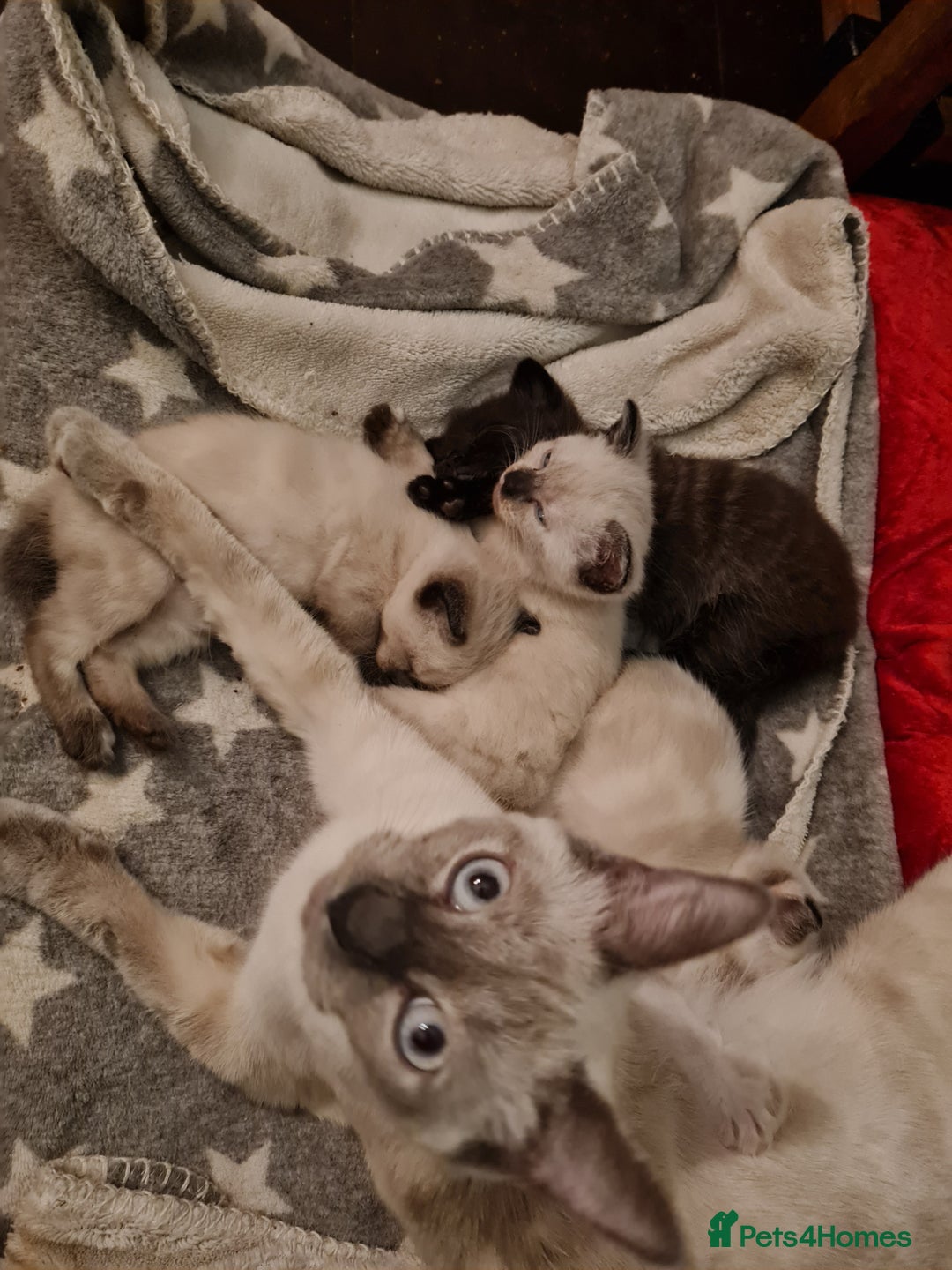Mixed Breed cats for sale: 4 sweet kittens  - Image 1