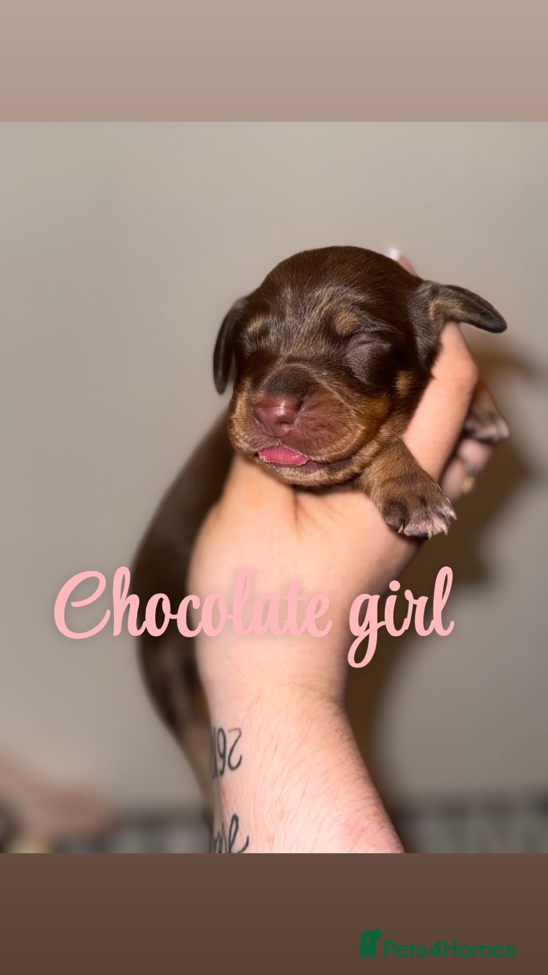 Mixed Breed dogs for sale:  🐾✨ Adorable Dachshund x Spaniel Puppies 🐾✨ - Image 2
