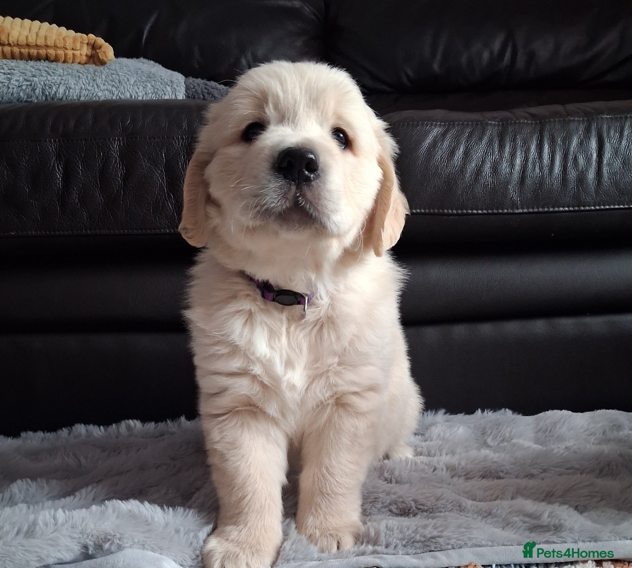 Golden Retriever dogs Gorgeous Golden Retriever puppies! - Advert 8