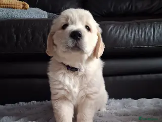 Golden Retriever dogs Gorgeous Golden Retriever puppies! - Advert 8