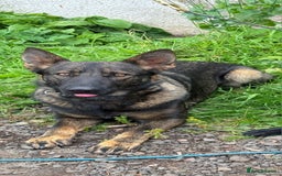 German Shepherd dogs for sale: Trained, Exceptional Working Line GSD  - Image 1