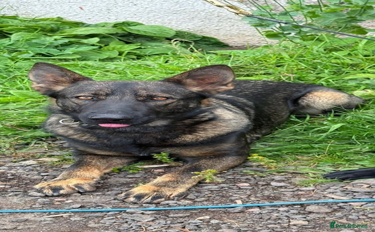 German Shepherd dogs - Advert 12