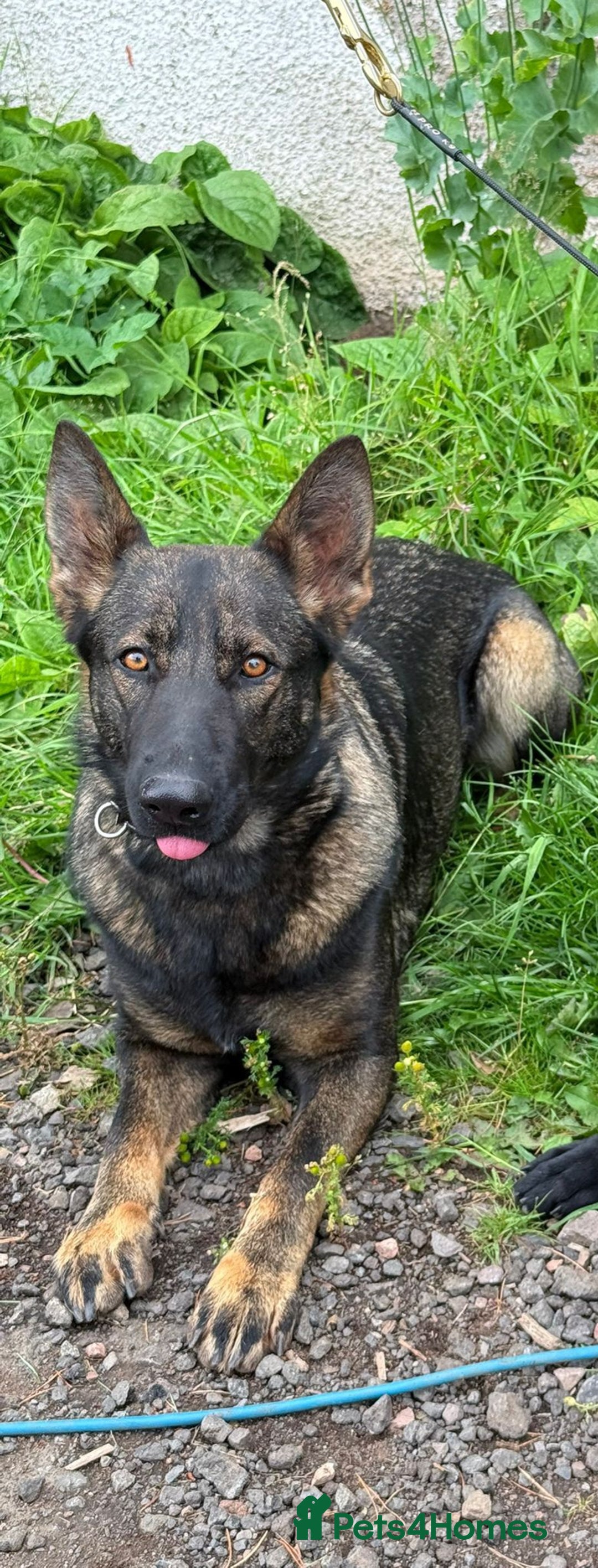 German Shepherd dogs for sale: Trained, Exceptional Working Line GSD  - Image 1