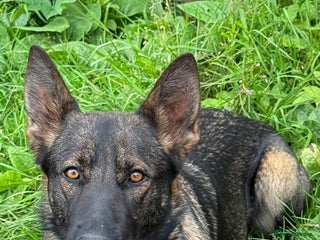 German Shepherd dogs - Advert 7