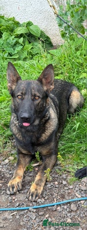 German Shepherd dogs - Advert 9