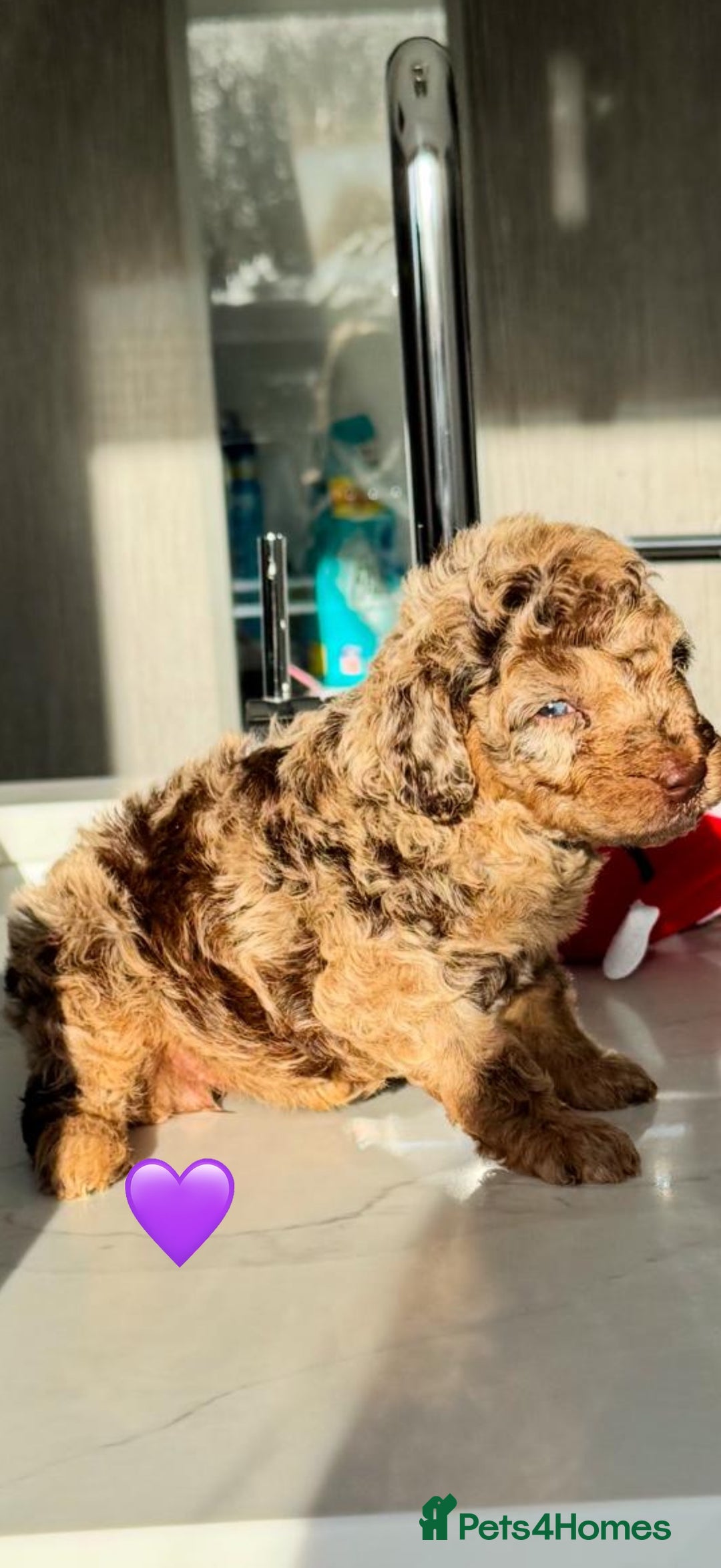 Cockapoo dogs for sale: Gorgeous Chocolate Cockapoo litter  - Advert 2