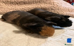 Guinea Pig rodents for sale: Well handled skinny pigs.  - Advert 2