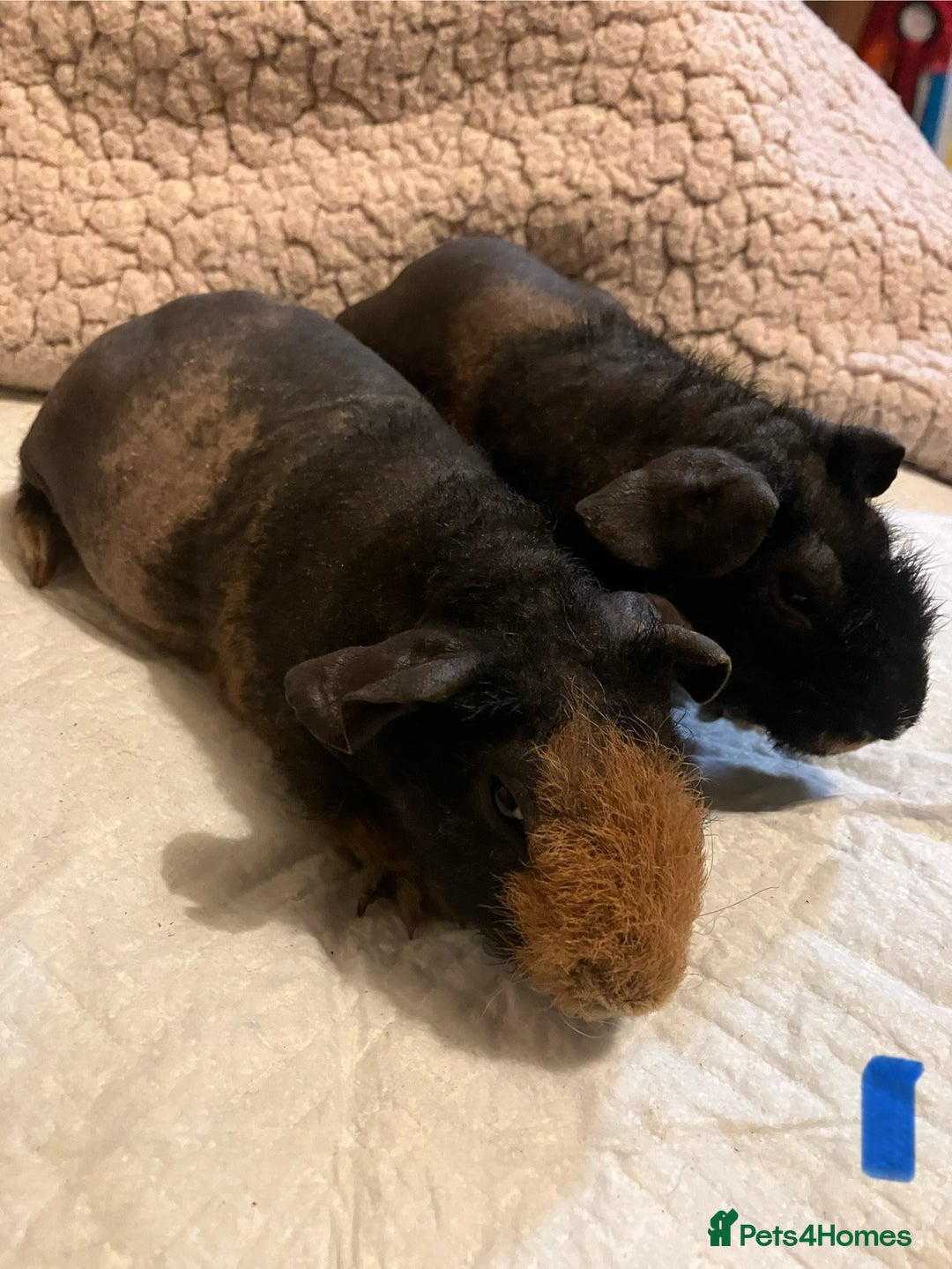 Guinea Pig rodents for sale: Well handled skinny pigs.  - Advert 2
