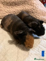 Guinea Pig rodents Well handled skinny pigs. - Advert 2