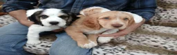 Sprocker dogs for sale: Show f1 Sprocker spaniel puppies - Advert 4