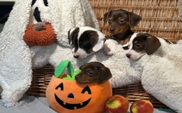 Mixed Breed dogs for sale: Wonderful daxijacks !! 🐶 - Image 11