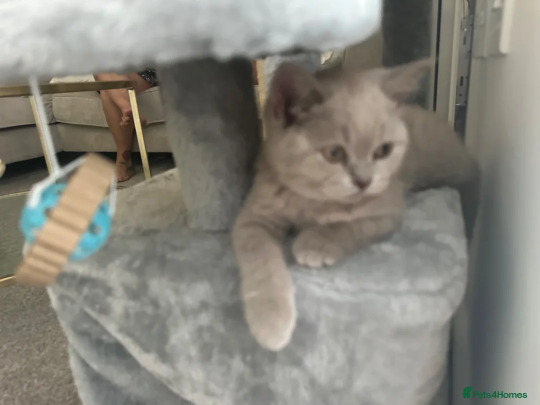 British Shorthair cats for sale: Lilac British shorthair  in Knaresborough - Advert 22