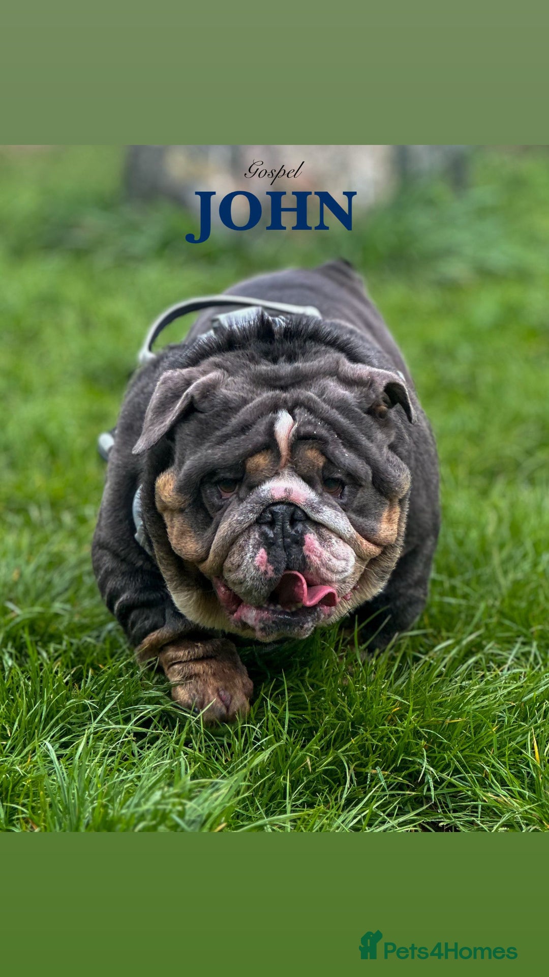 English Bulldog dogs for stud: 🌟BOSS 🌟 English bulldog Stud  in Kettering - Advert 2