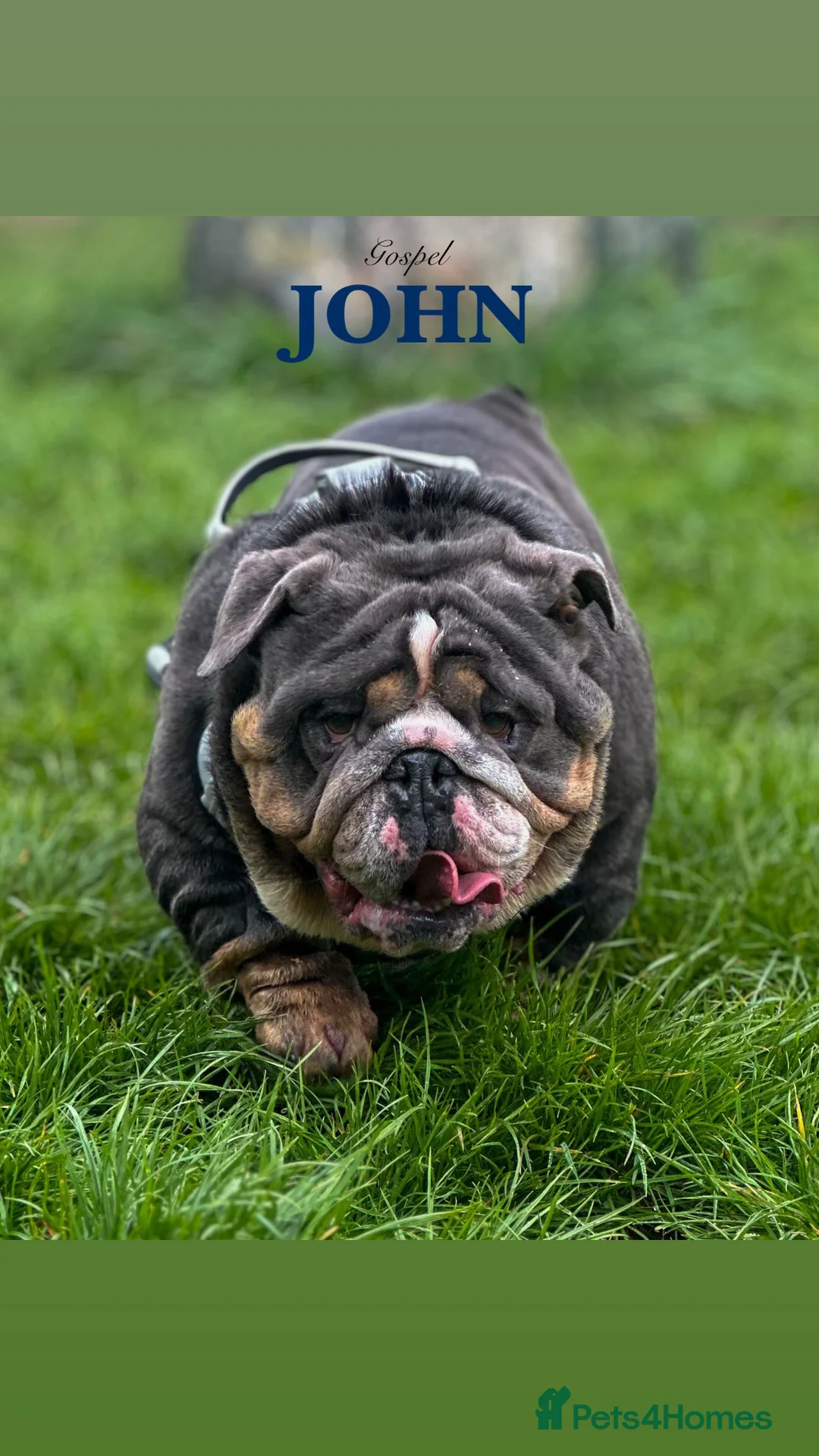 English Bulldog dogs for stud: 🌟BOSS 🌟 English bulldog Stud  in Kettering - Advert 2
