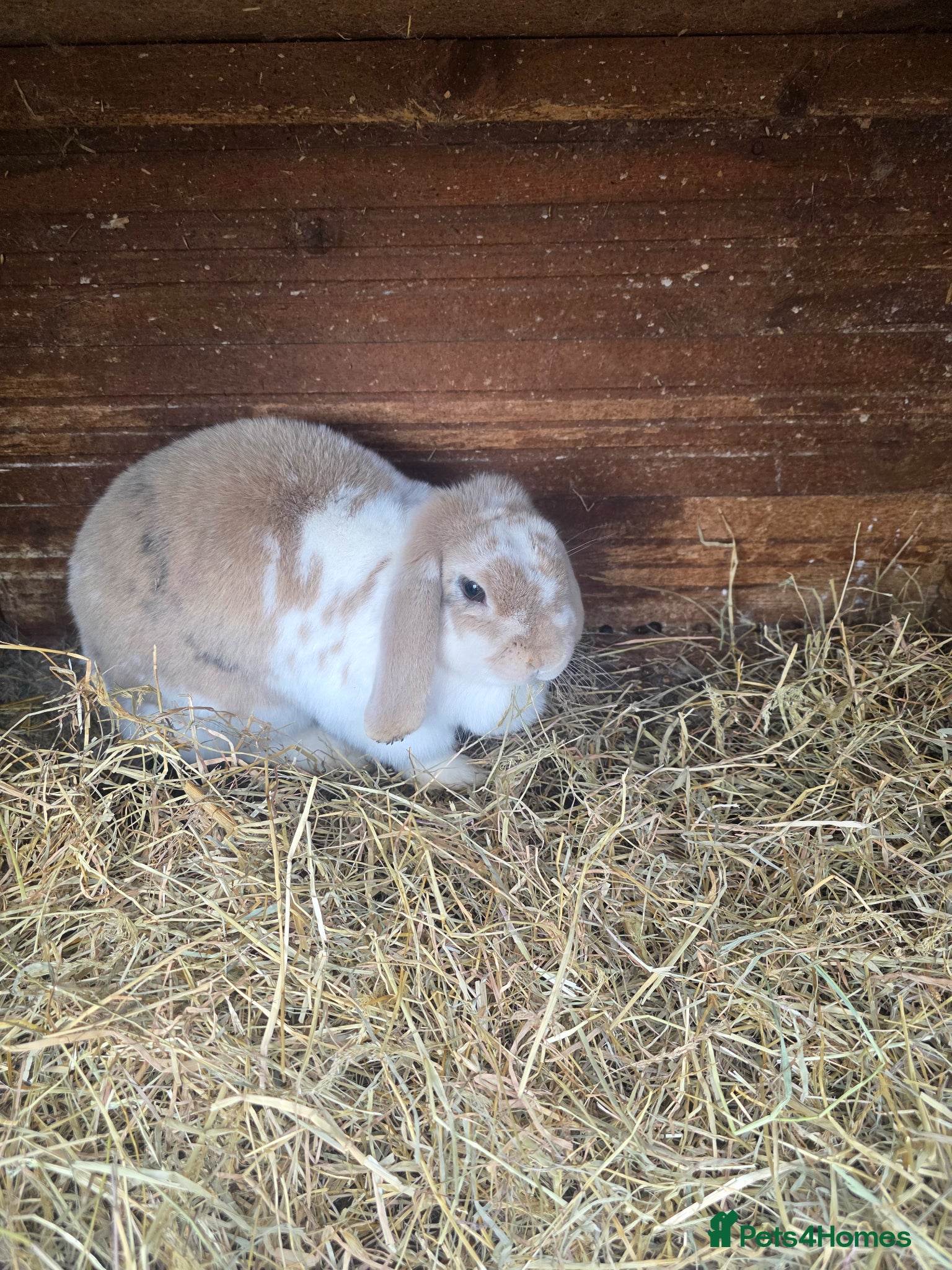 Mini Lop rabbits Mini lops  - Advert 2