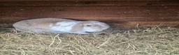 Mini Lop rabbits for sale: Mini lops  - Advert 1