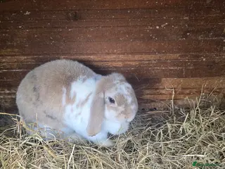 Mini Lop rabbits Mini lops - Advert 2