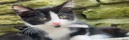 Mixed Breed cats for sale: Mixture of black & white ready to go mixed breed - Advert 6
