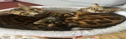 Bengal cats for sale: baby bengal male - Advert 15