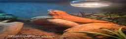 Bearded Dragon reptiles for sale: Bearded dragon in Worcester Park - Advert 5