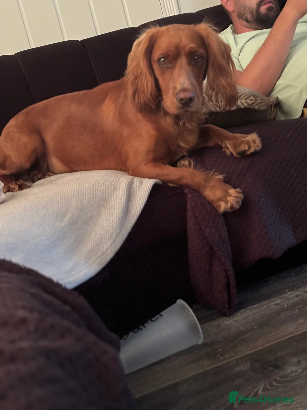 Cocker Spaniel dogs for sale: Juke  - Advert 20