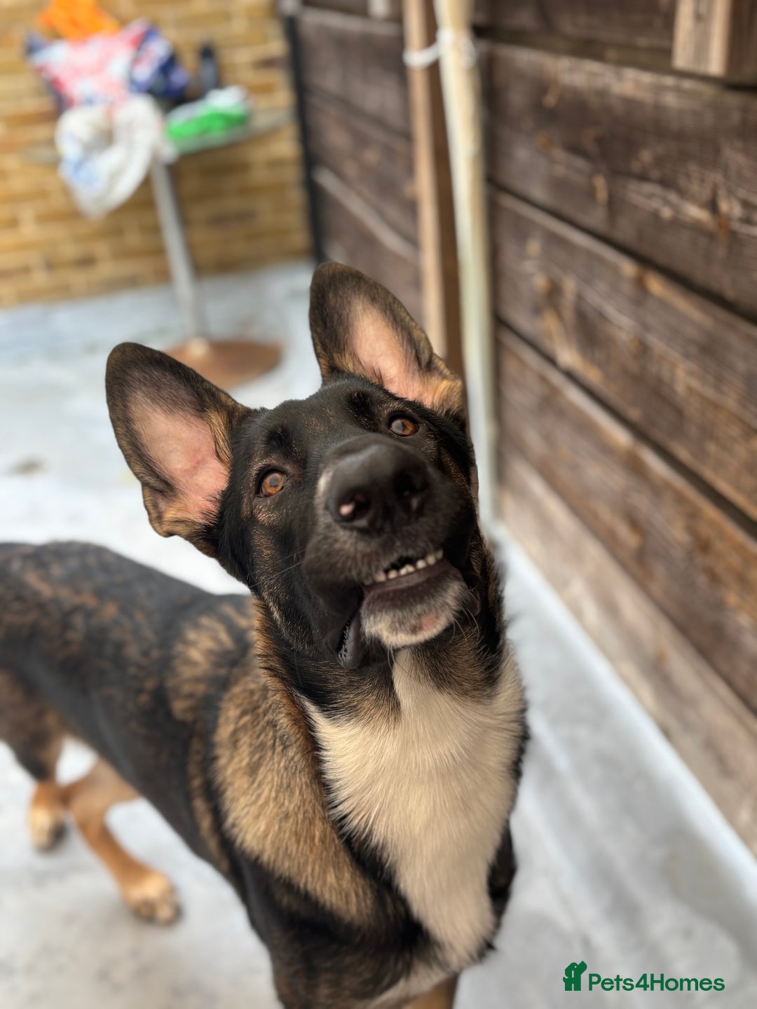 Mixed Breed dogs for sale: 1 year old Belgian shepherd  - Advert 2