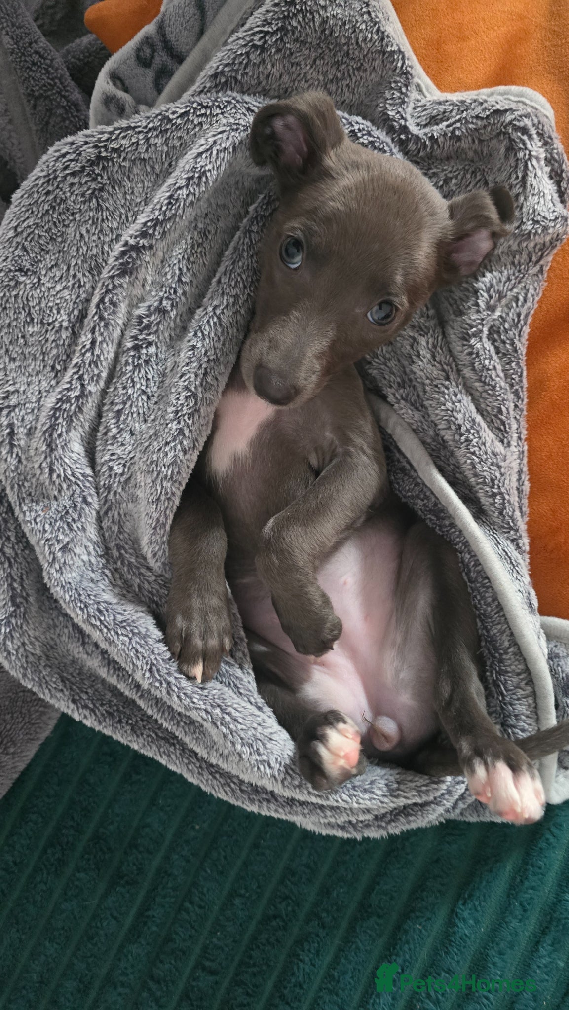 Whippet dogs Small type whippets blue/white  - Advert 1