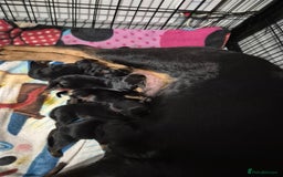 Rottweiler dogs for sale: 4 beautiful rottweiler puppies - Advert 2