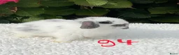 Mini Lop rabbits for sale: Pure bred mini lops baby rabbits . - Advert 19