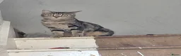 Mixed Breed cats for sale: Female Cat - Advert 4
