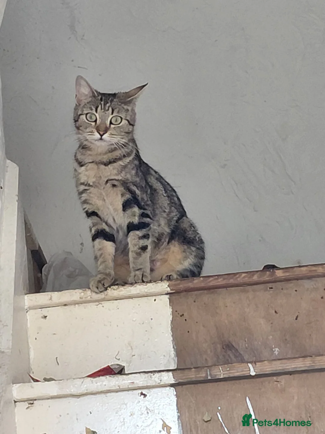 Mixed Breed cats for sale: Female Cat - Advert 4