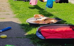 Dachshund dogs for sale: 3yr old male dashy needs experienced owner - Image 6