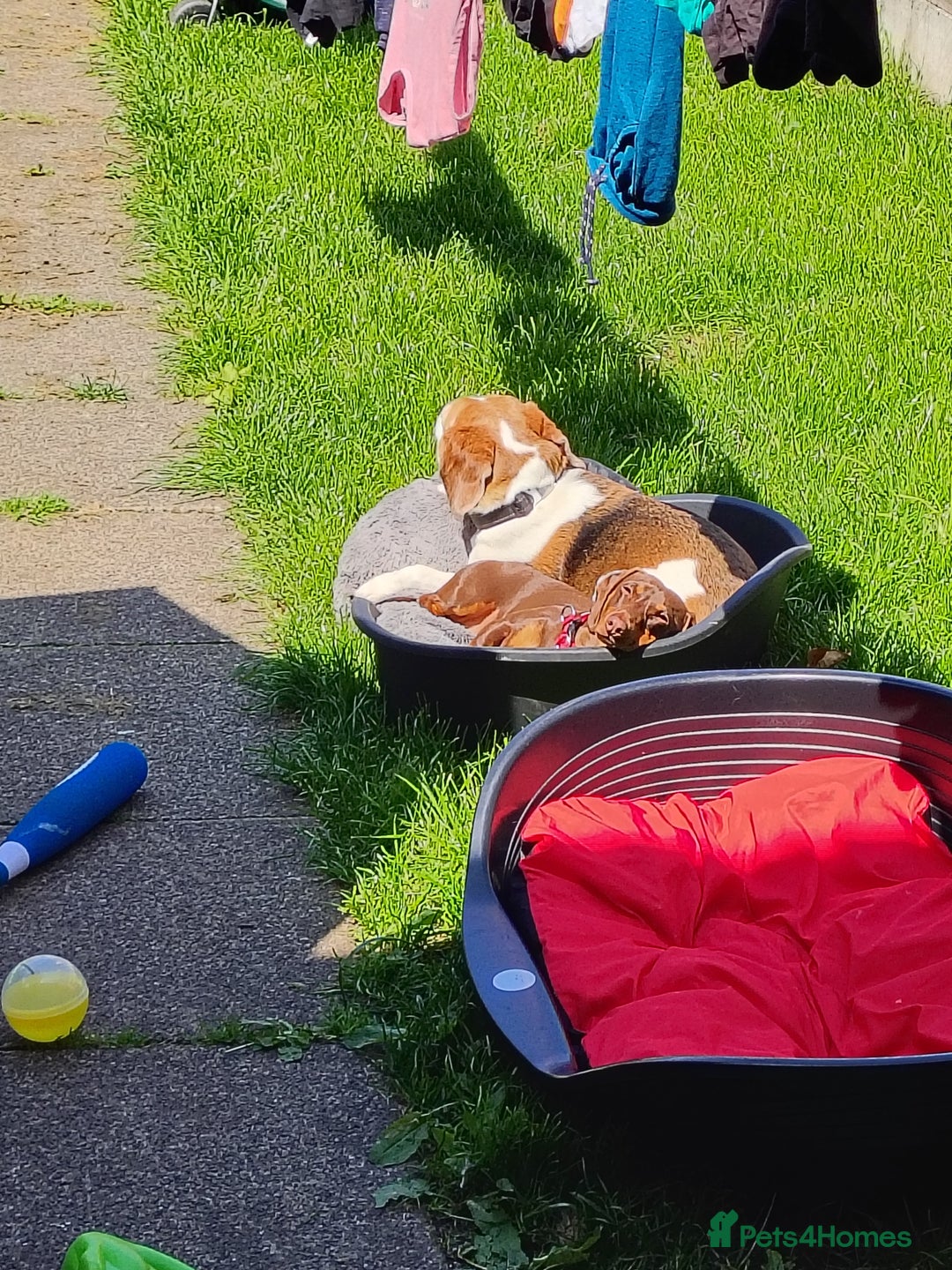 Dachshund dogs for sale: 3yr old male dashy needs experienced owner - Image 6