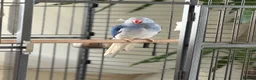 Ringnecks birds for sale: Blue Indian Ringneck For Sale - Advert 8