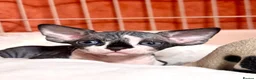 Devon Rex cats for sale: Beautiful Devon Rex kittens ❤️❤️❤️ - Advert 18