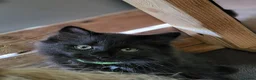 Maine Coon cats for sale: Maine Coon x kittens available now! - Advert 2