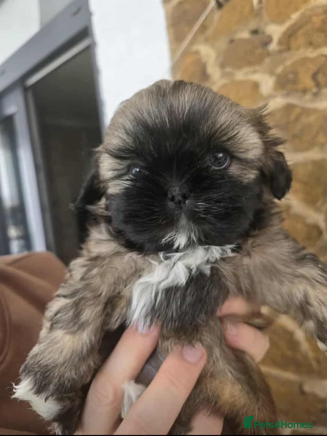 Brindle Shih Tzu Black And White Brindle Shih Tzu Puppies For Sale