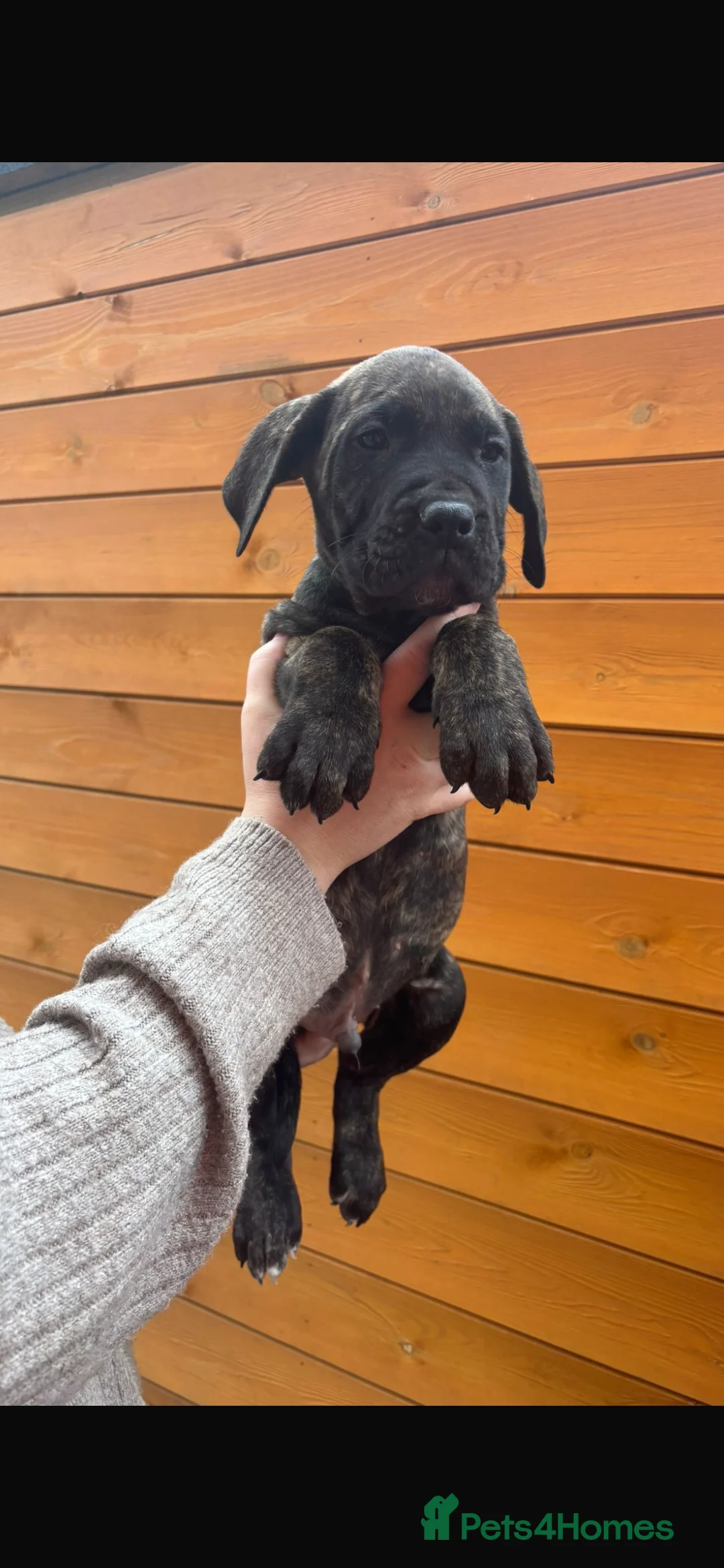 Presa Canario dogs for sale: Presa Canario puppies REDUCED  - Advert 23