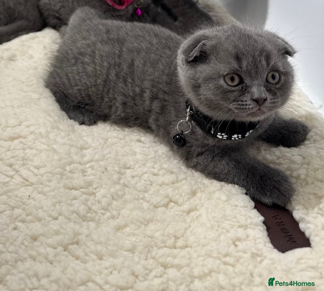 British Shorthair cats for sale: 6 stunning British Shorthair kittens  - Advert 10