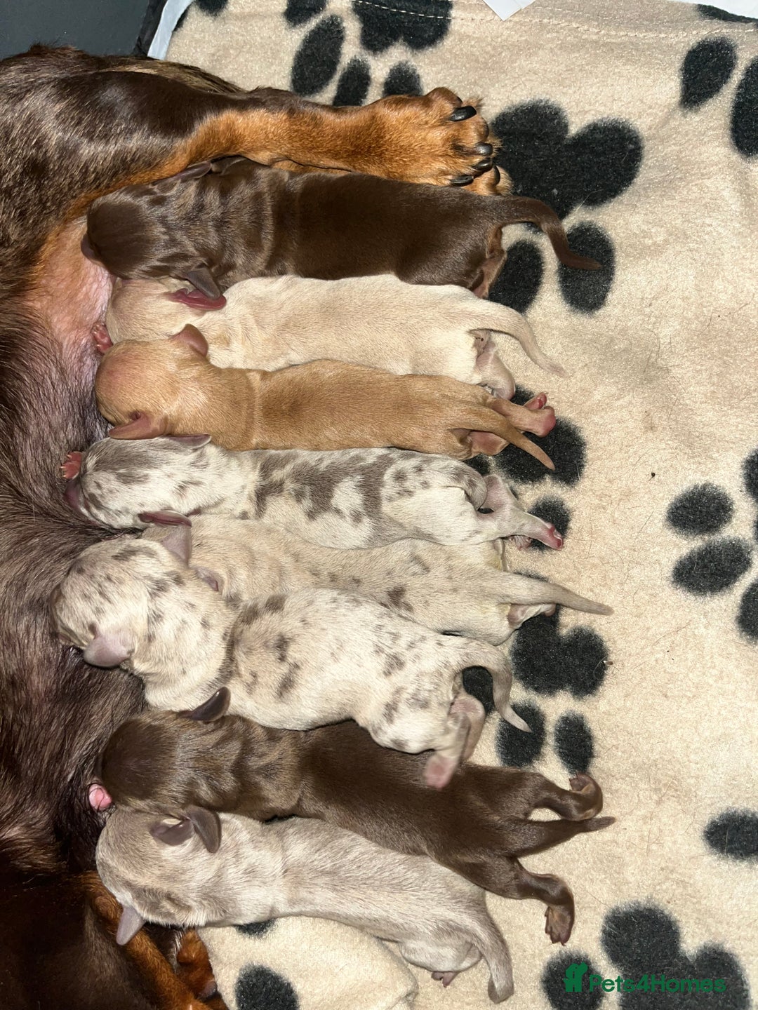 Miniature Dachshund dogs for stud: KC reg Isabella & Tan Stud! Free ovulation test in Stockton-on-Tees - Advert 34