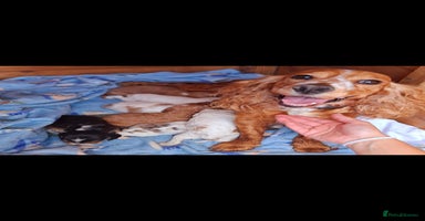 Cocker Spaniel dogs - Advert 2